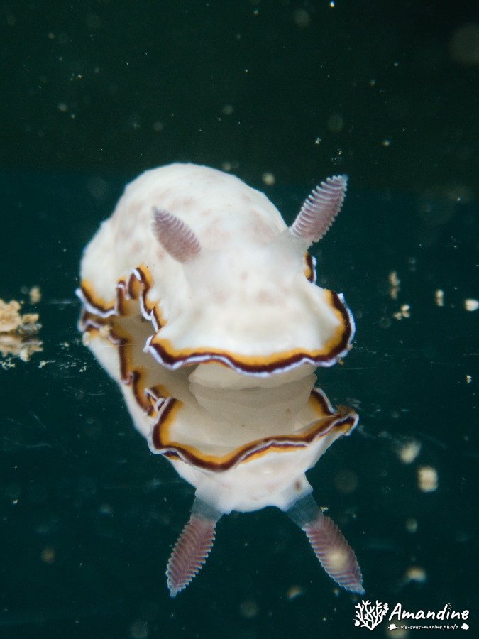 Limaces de mer
