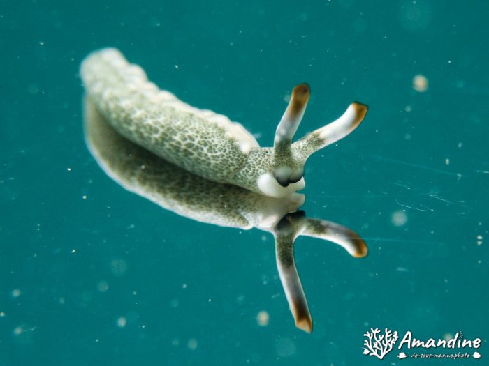 Mollusques