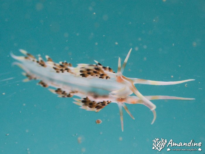 Mollusques