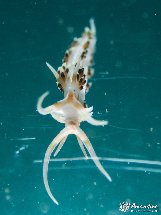 Mollusques