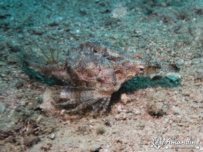 Poissons osseux