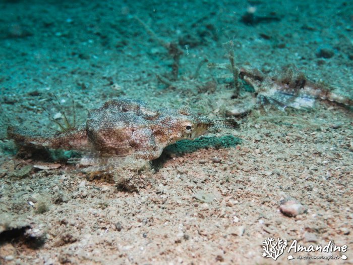 Poissons osseux