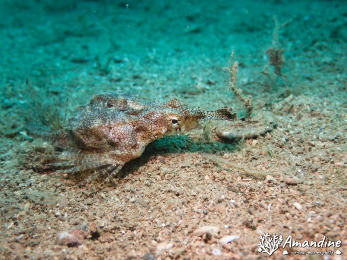 Poissons osseux
