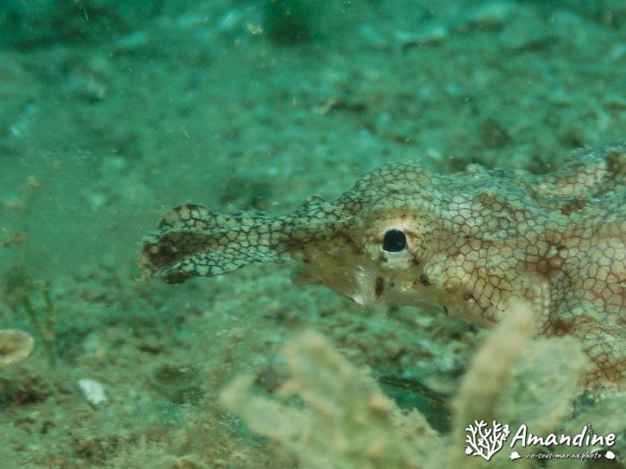 Poissons osseux
