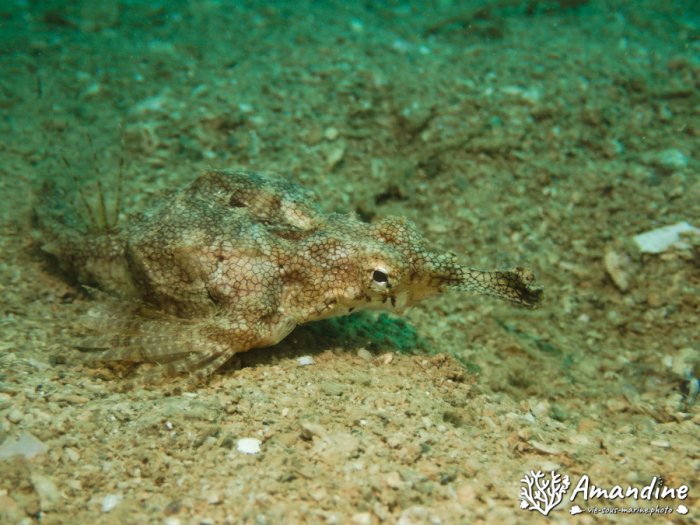 Poissons osseux