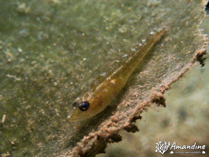 Poissons osseux