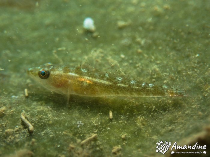 Poissons osseux