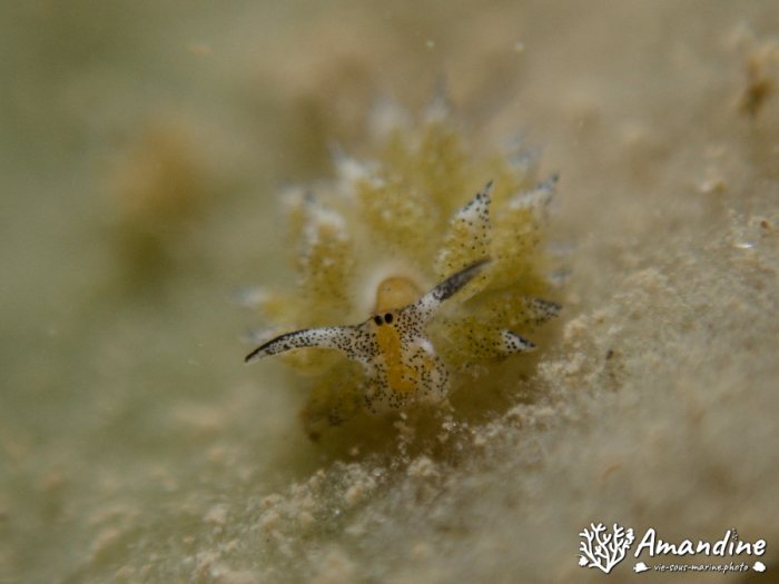 Mollusques