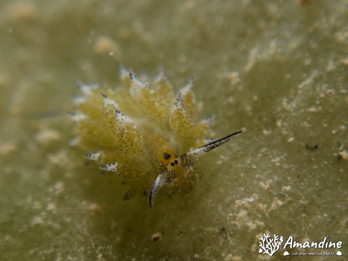 Mollusques