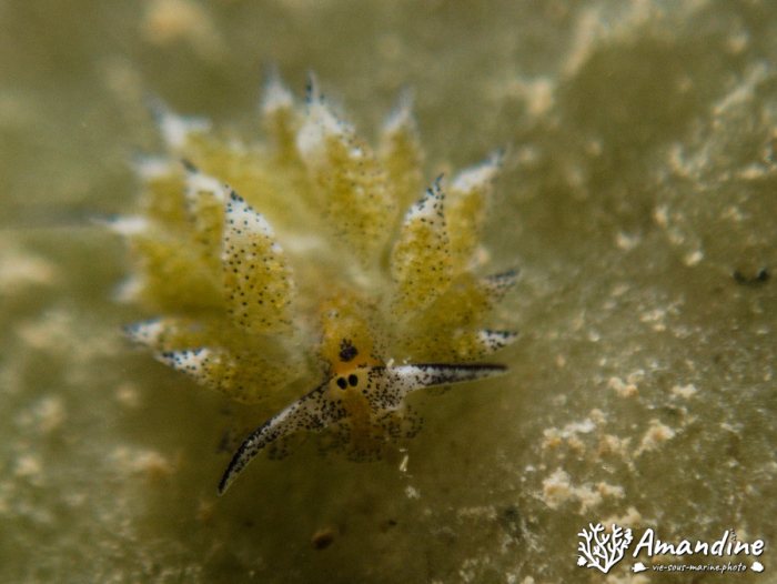 Mollusques