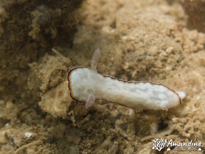 Limaces de mer