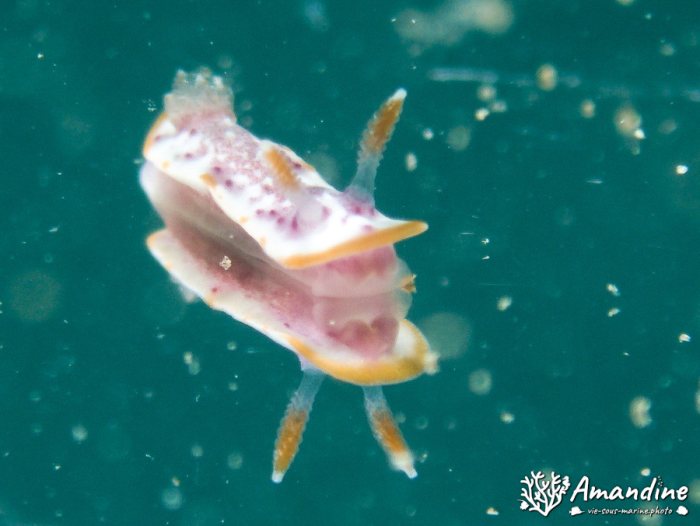 Limaces de mer