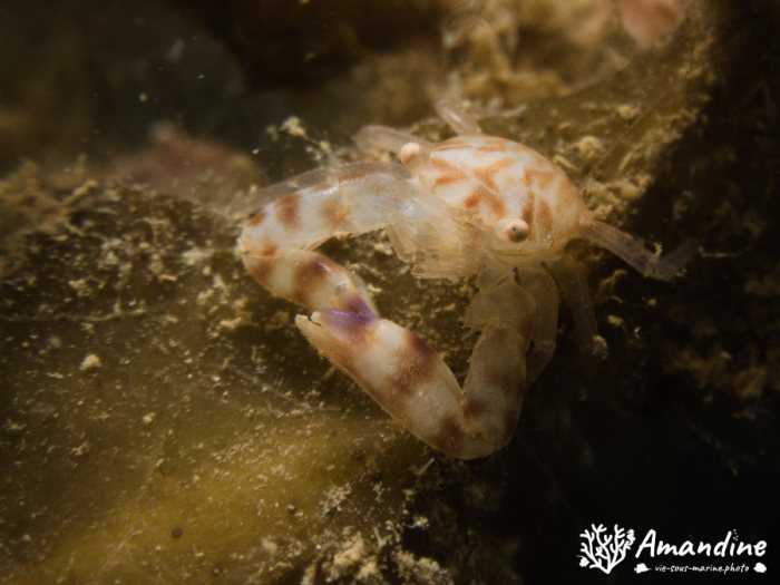 Crabe