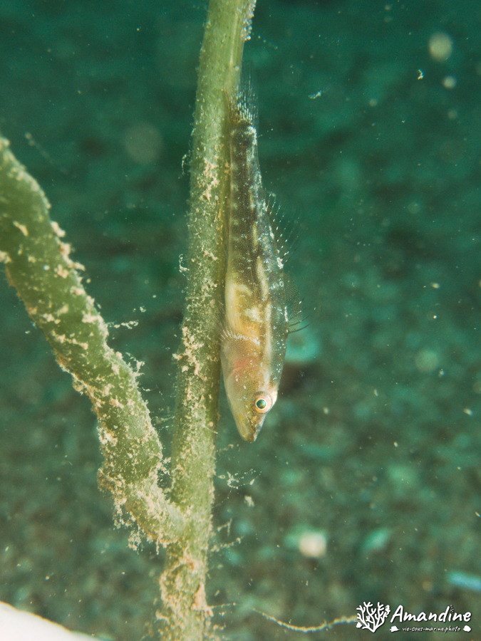 Poissons osseux