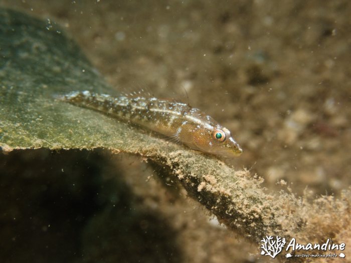 Poissons osseux