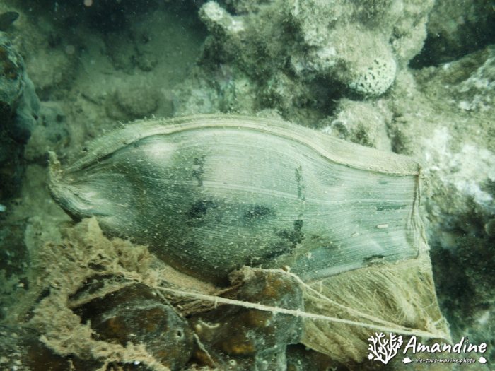 Poissons cartilagineux