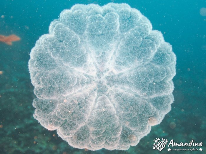 Cassiopea andromeda