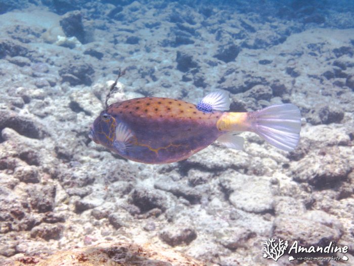 Poissons osseux