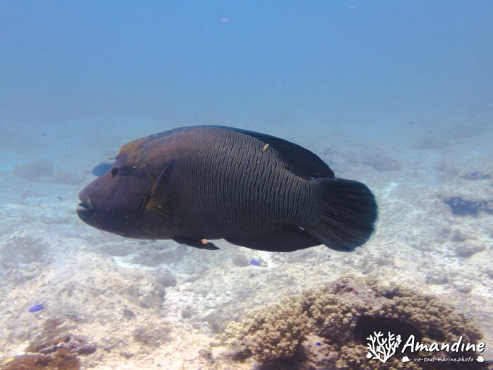 Poissons osseux