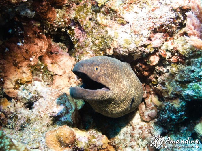 Gymnothorax javanicus