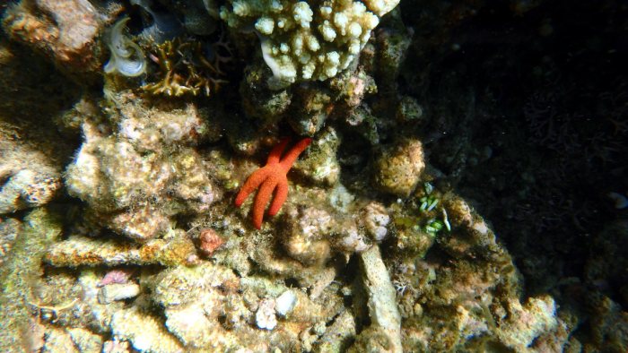 Echinaster luzonicus