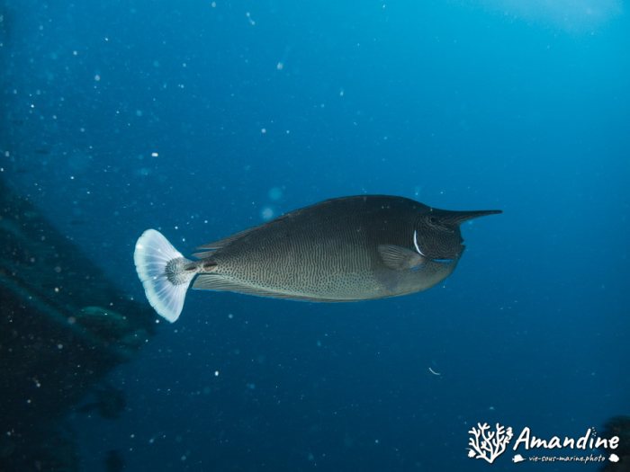 Poissons osseux