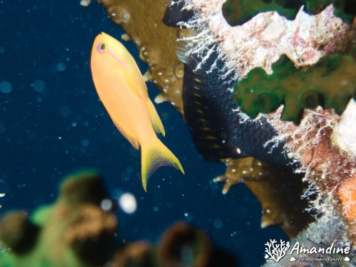 Poissons osseux
