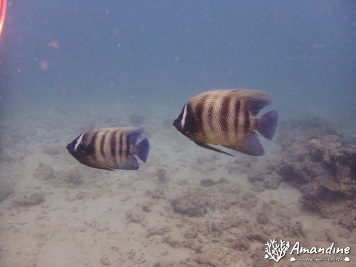 Pomacanthus sexstriatus
