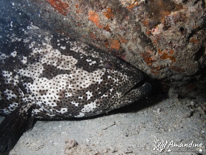 Poissons osseux