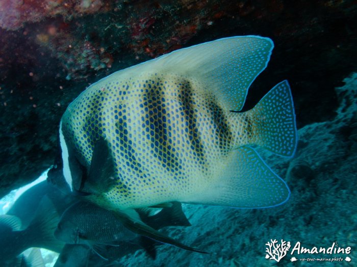Pomacanthus sexstriatus