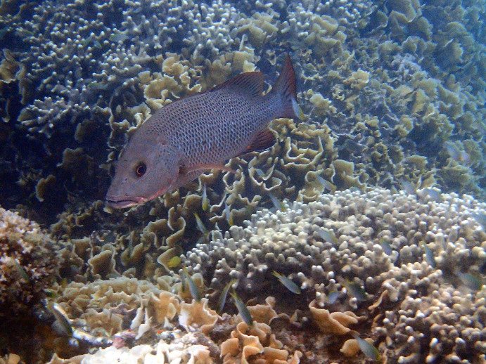 Lutjanus bohar