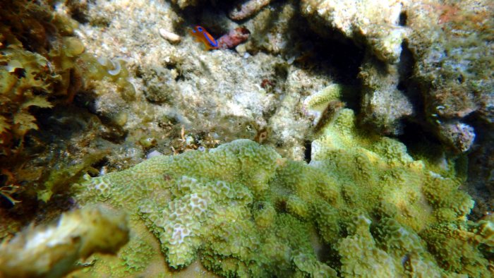 Neoglyphidodon polyacanthus
