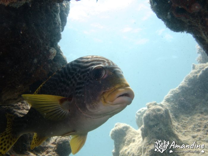 Poissons osseux