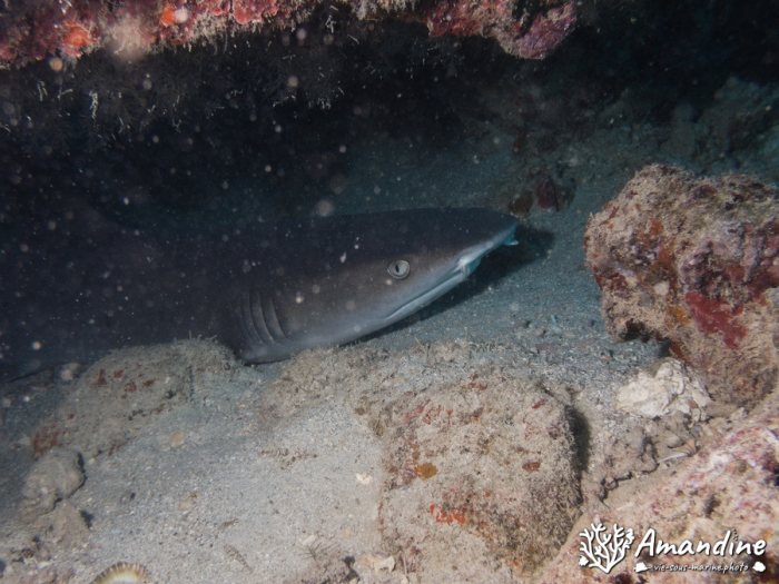 Requin à pointe blanche du lagon