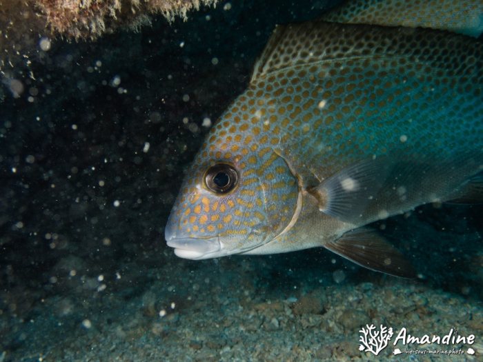 Poissons osseux