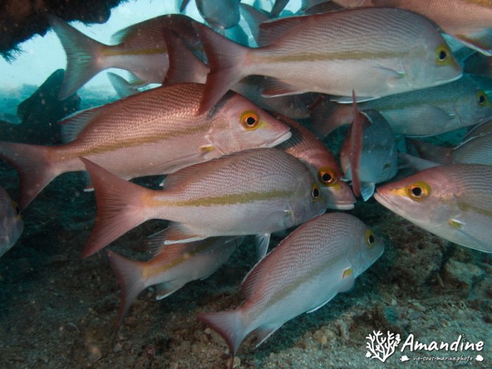 Lutjanus fulvus