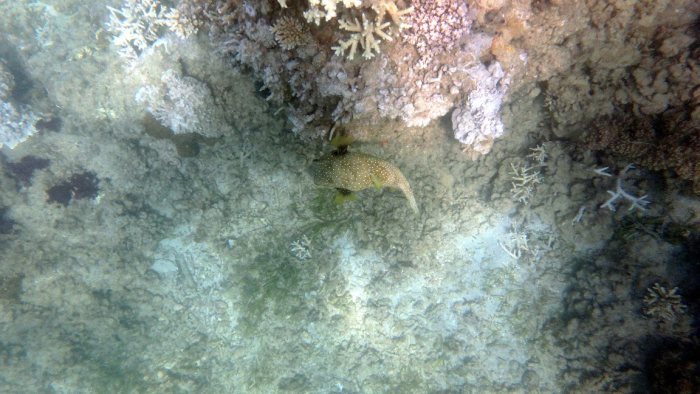 Arothron hispidus
