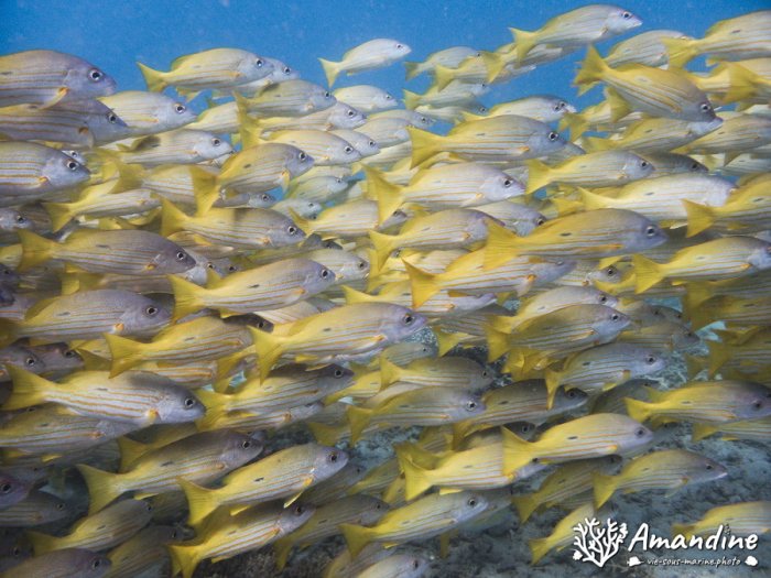 Lutjanus fulviflamma
