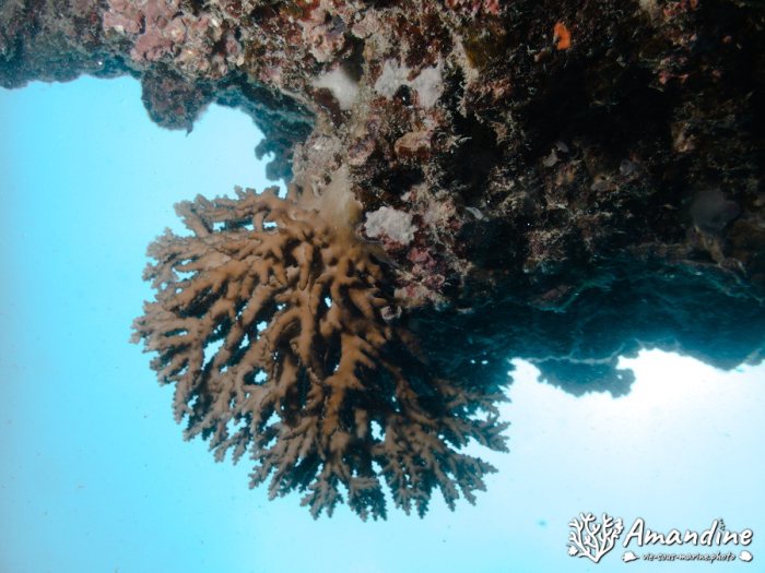 Corail dur