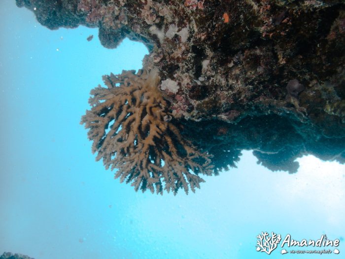 Corail dur
