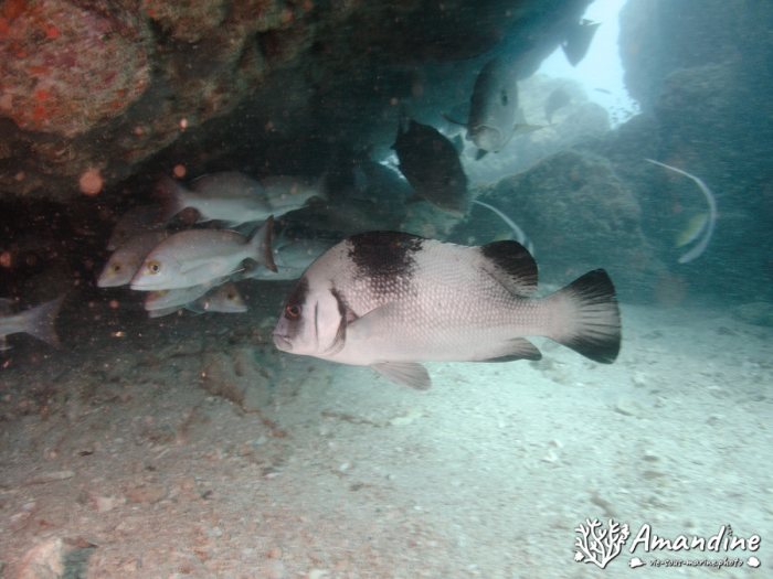 Poissons osseux