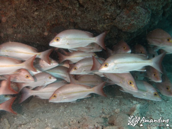 Poissons osseux