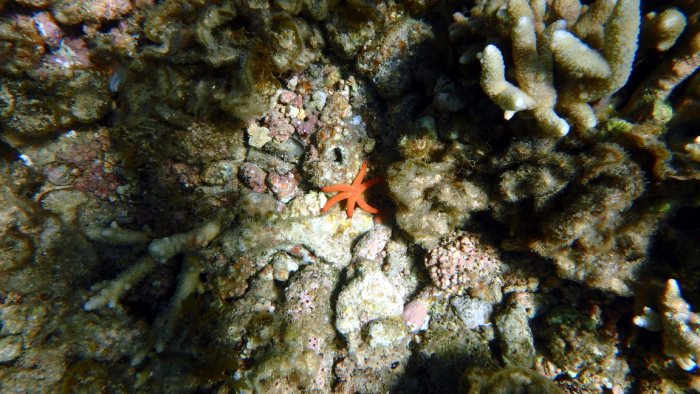 Echinaster luzonicus