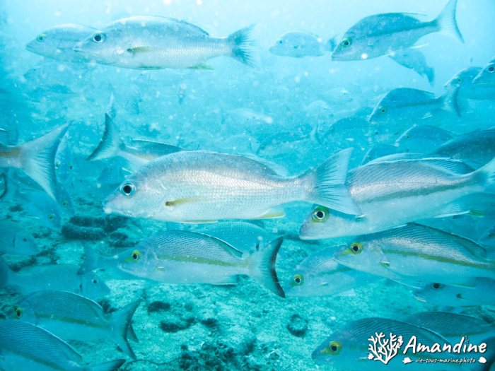 Poissons osseux