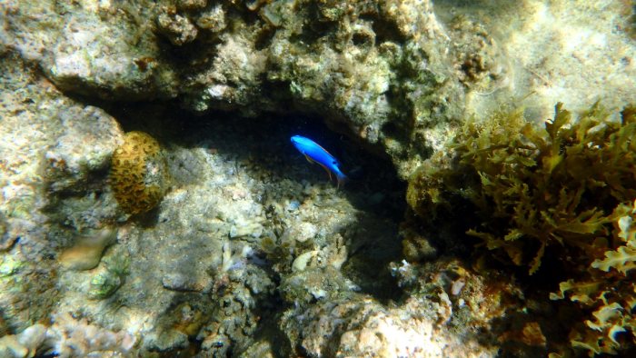 Chrysiptera taupou