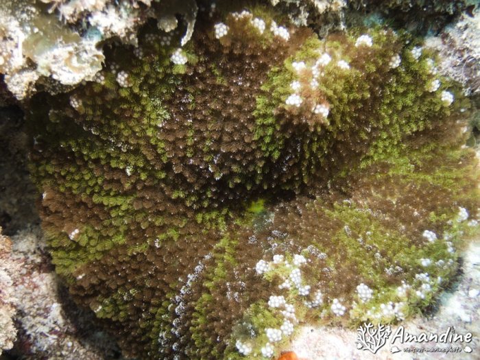 Corail dur