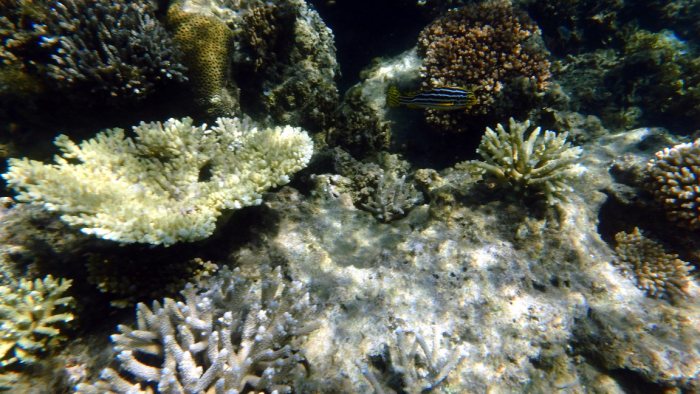 Plectorhinchus vittatus