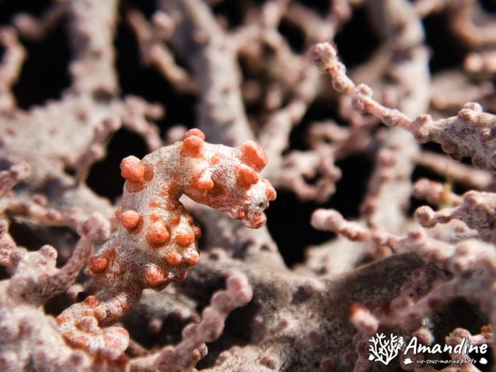 Hippocampus bargibanti