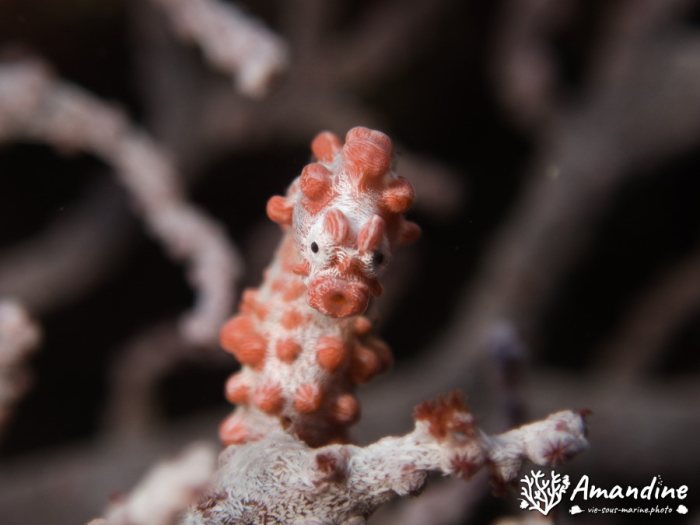 Hippocampus bargibanti