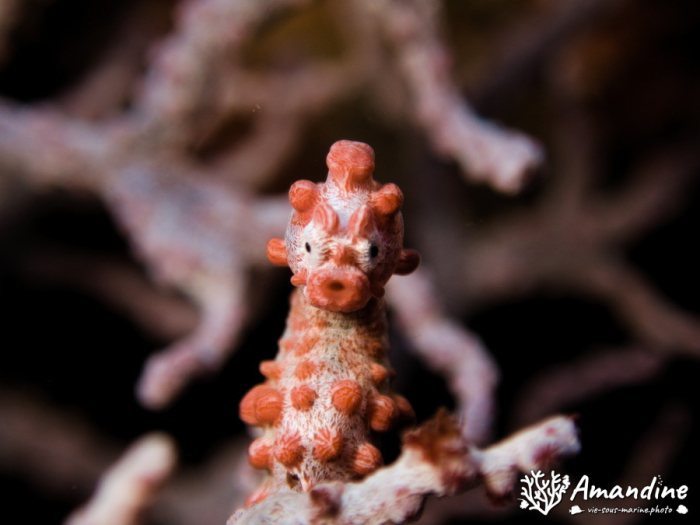 Hippocampus bargibanti